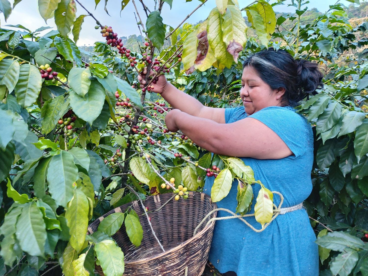 Alianza Filantrópico & EthicHub para llevar café de calidad, solidario y sostenible a oficinas y hogares